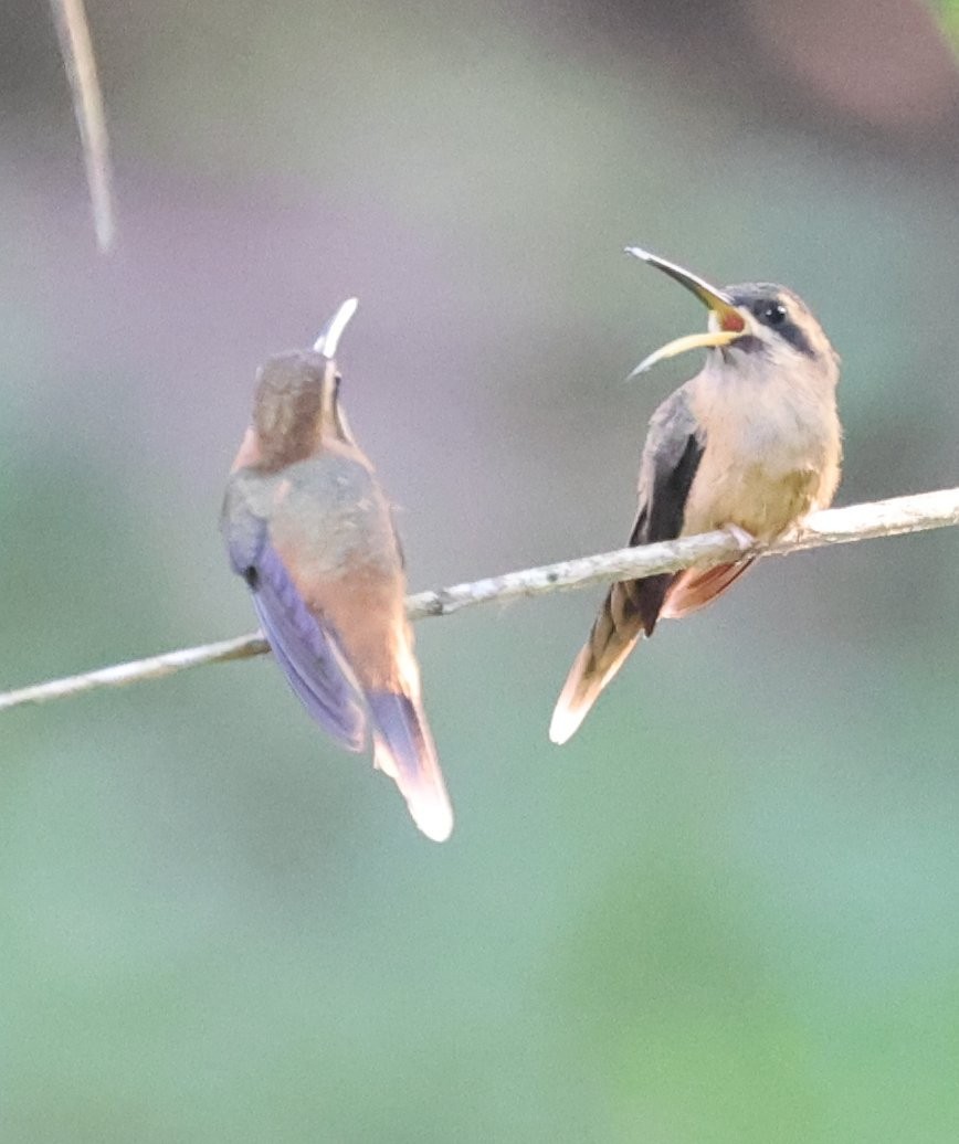 Stripe-throated Hermit - ML646089115