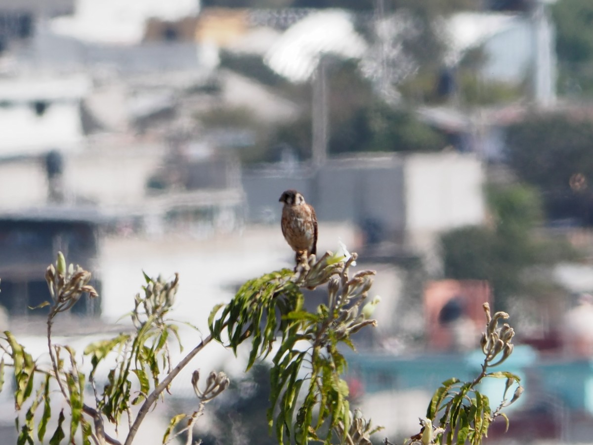 American Kestrel - ML646089116