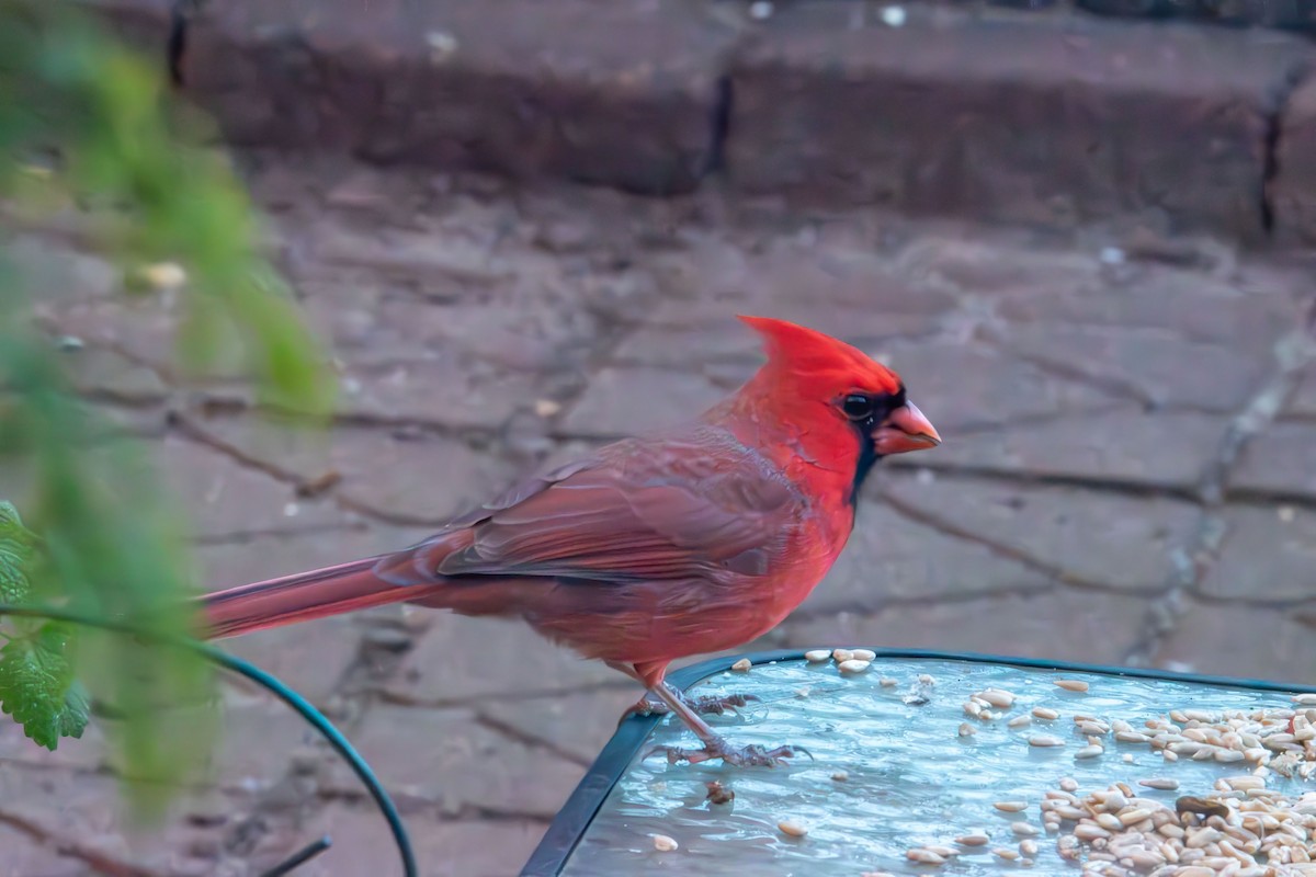 Cardinal rouge - ML646089117