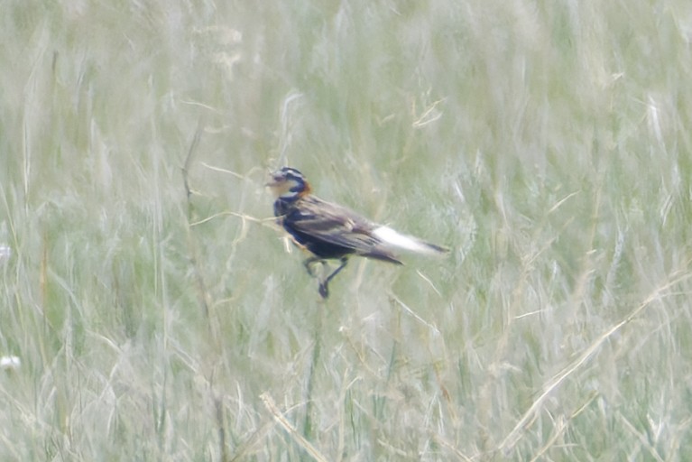 Chestnut-collared Longspur - ML646089118