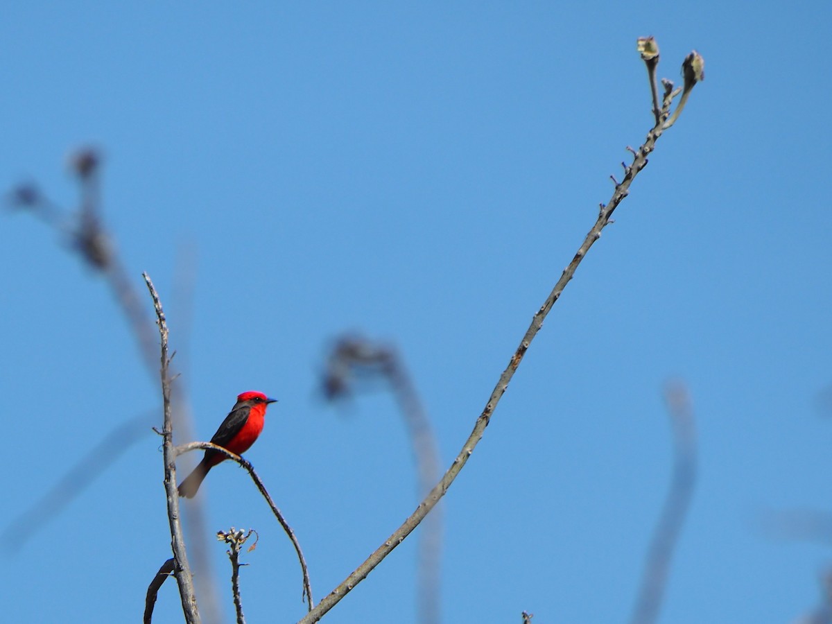 Vermilion Flycatcher - ML646089125