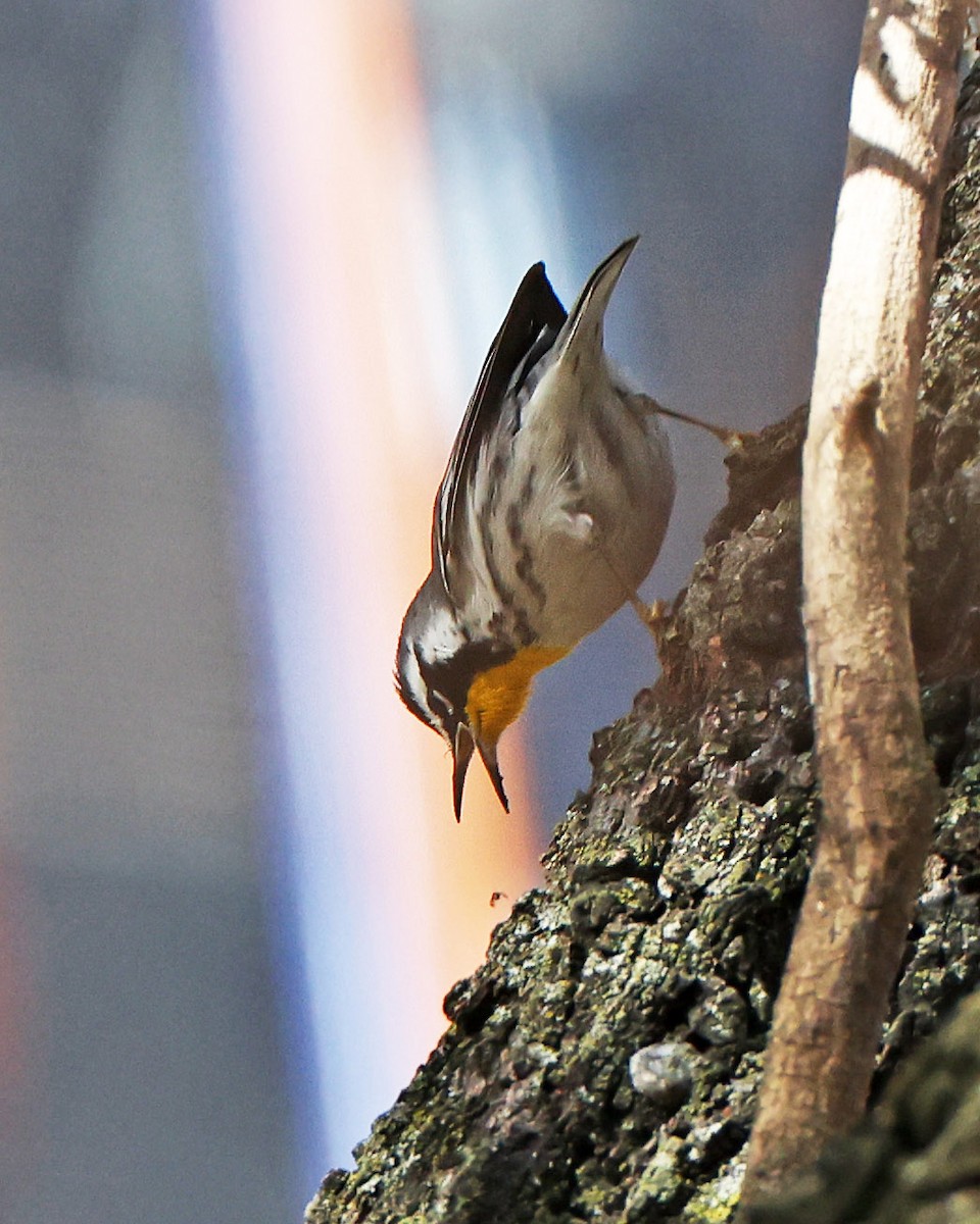 Yellow-throated Warbler - ML646089132