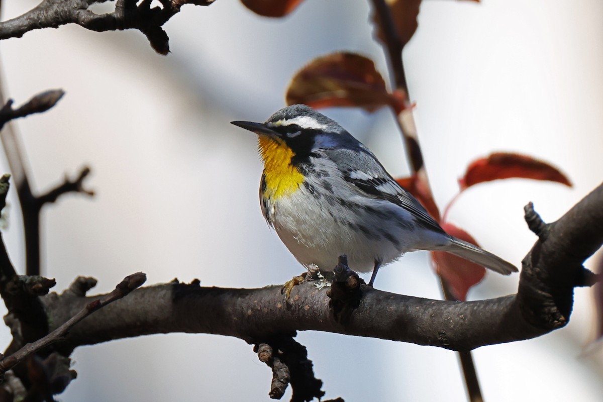 Yellow-throated Warbler - ML646089133