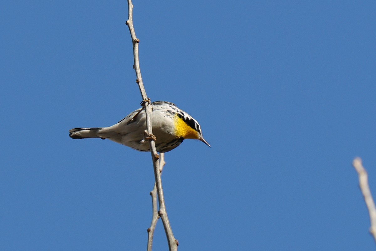 Yellow-throated Warbler - ML646089134
