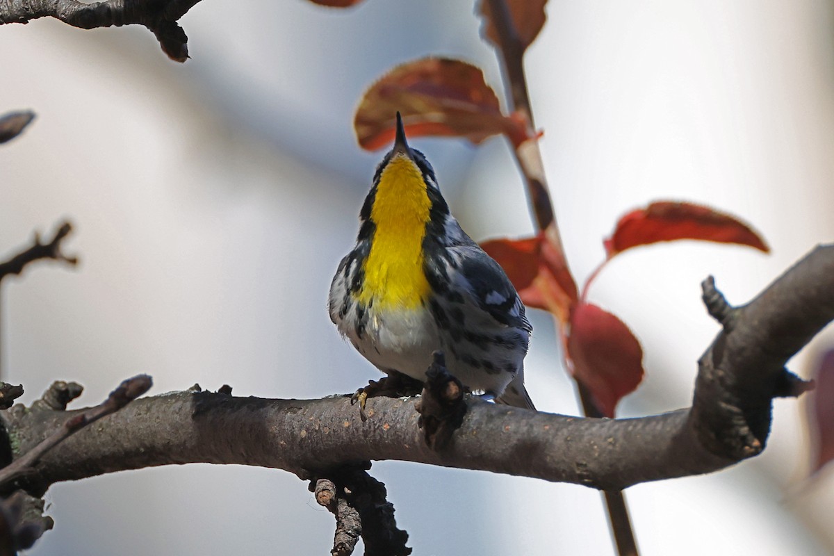 Yellow-throated Warbler - ML646089135