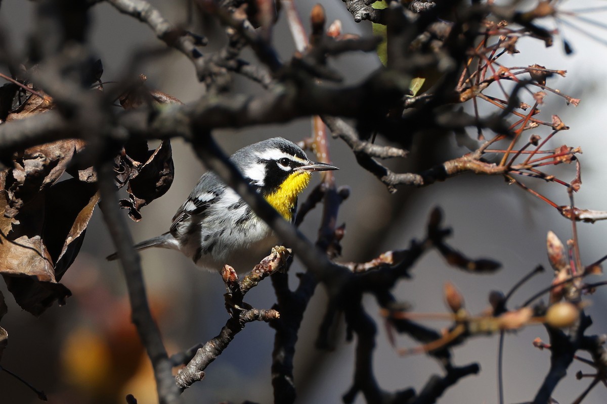 Yellow-throated Warbler - ML646089136