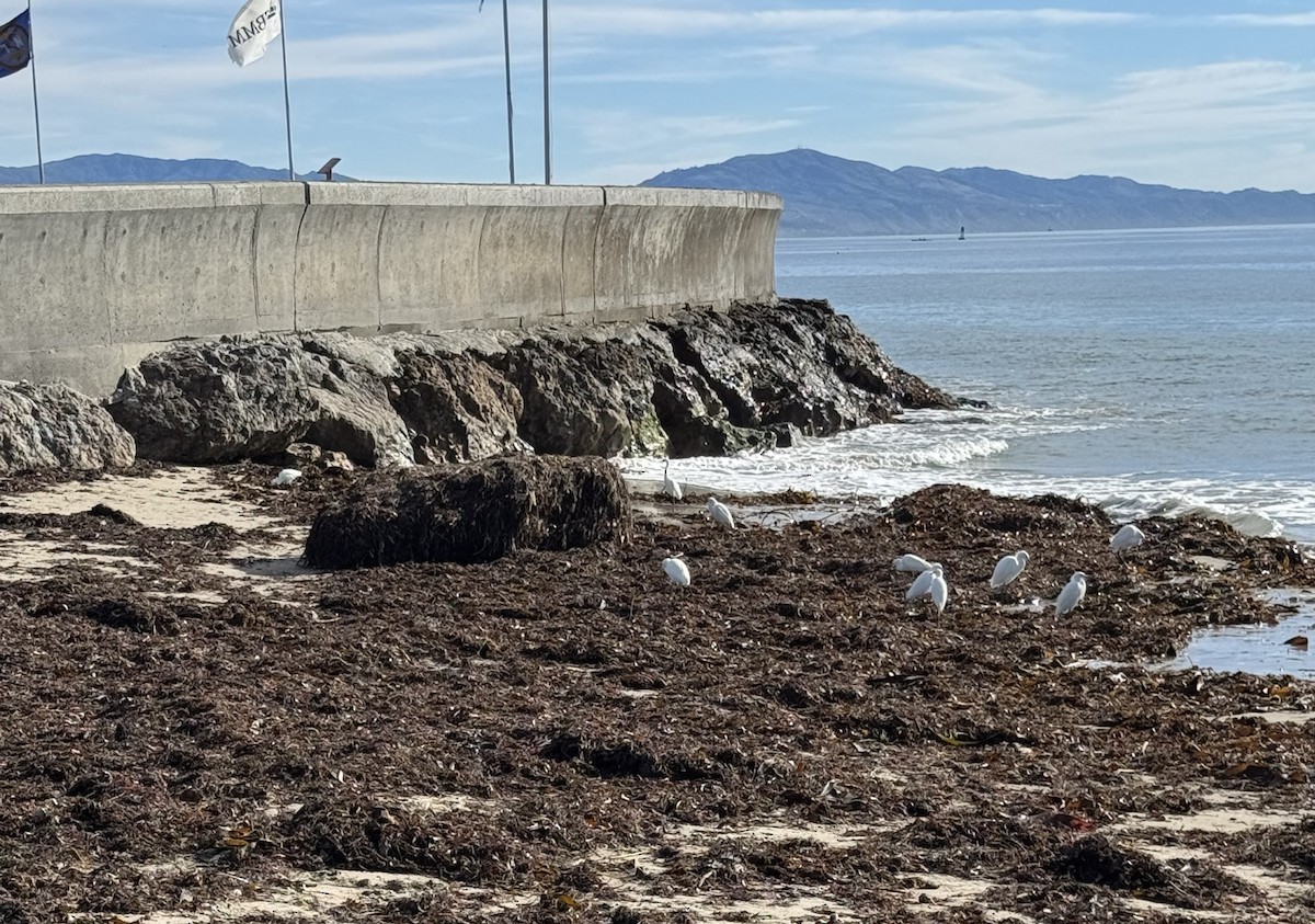 Snowy Egret - ML646089143