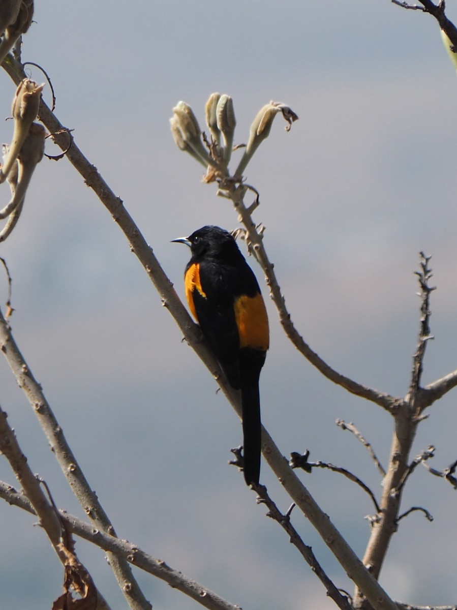 Black-vented Oriole - ML646089145