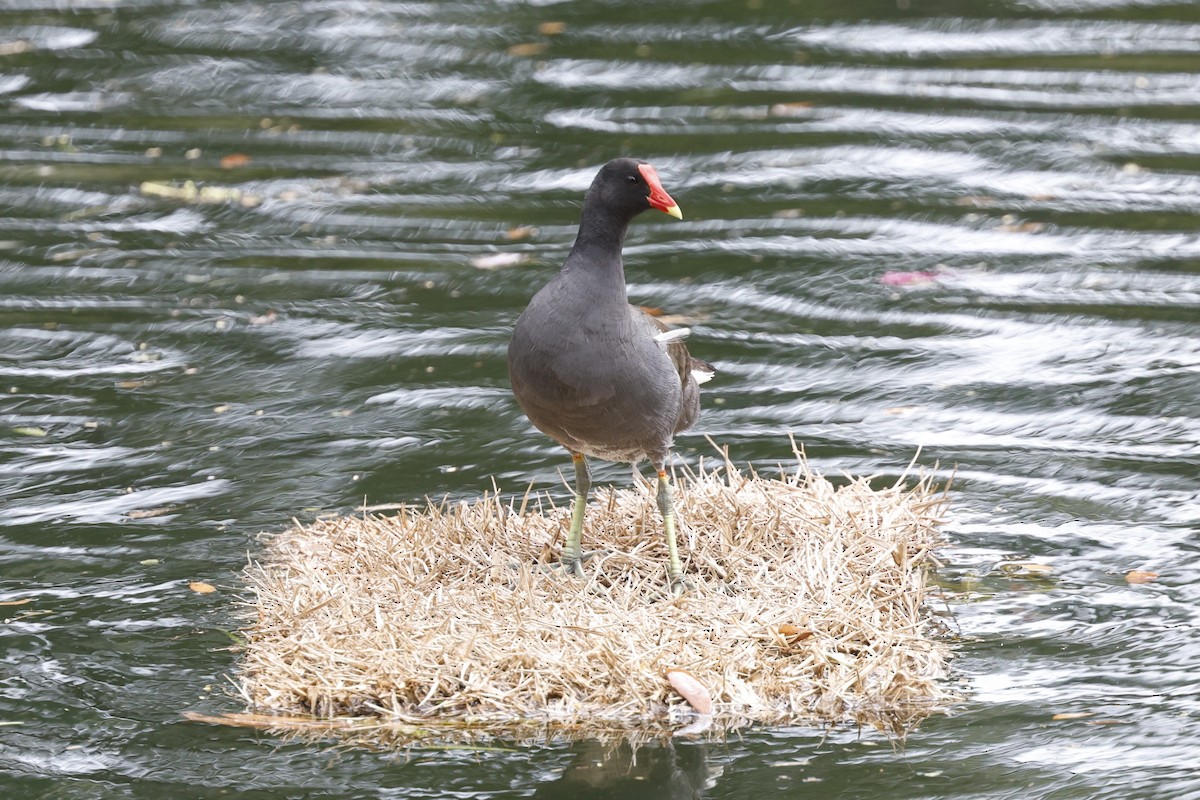 Gallinule d'Amérique - ML646089150