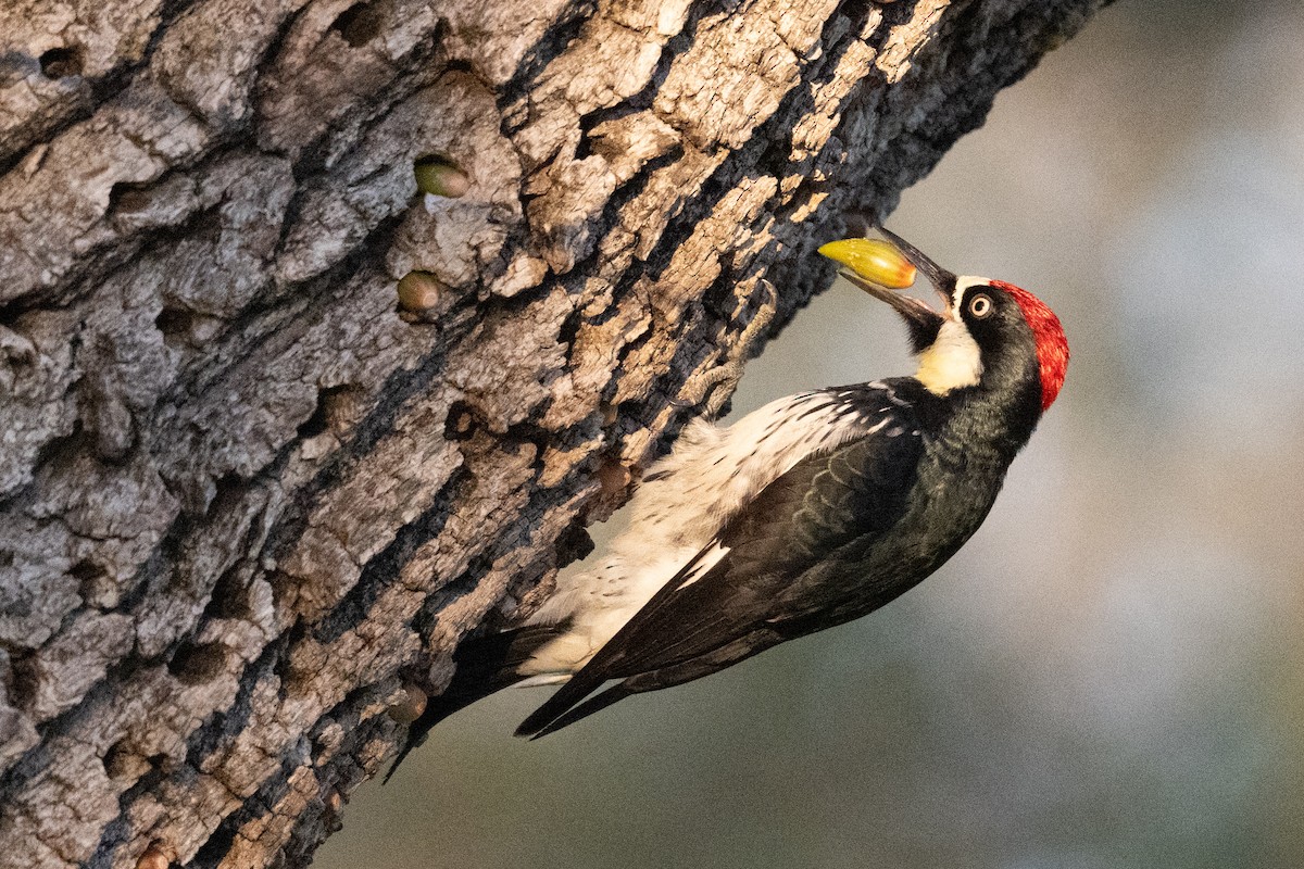 Acorn Woodpecker - ML646089151