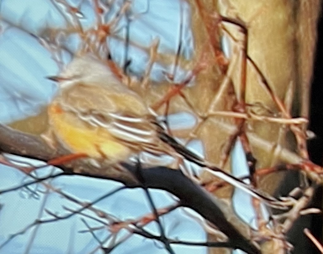 Scissor-tailed Flycatcher - ML646089152