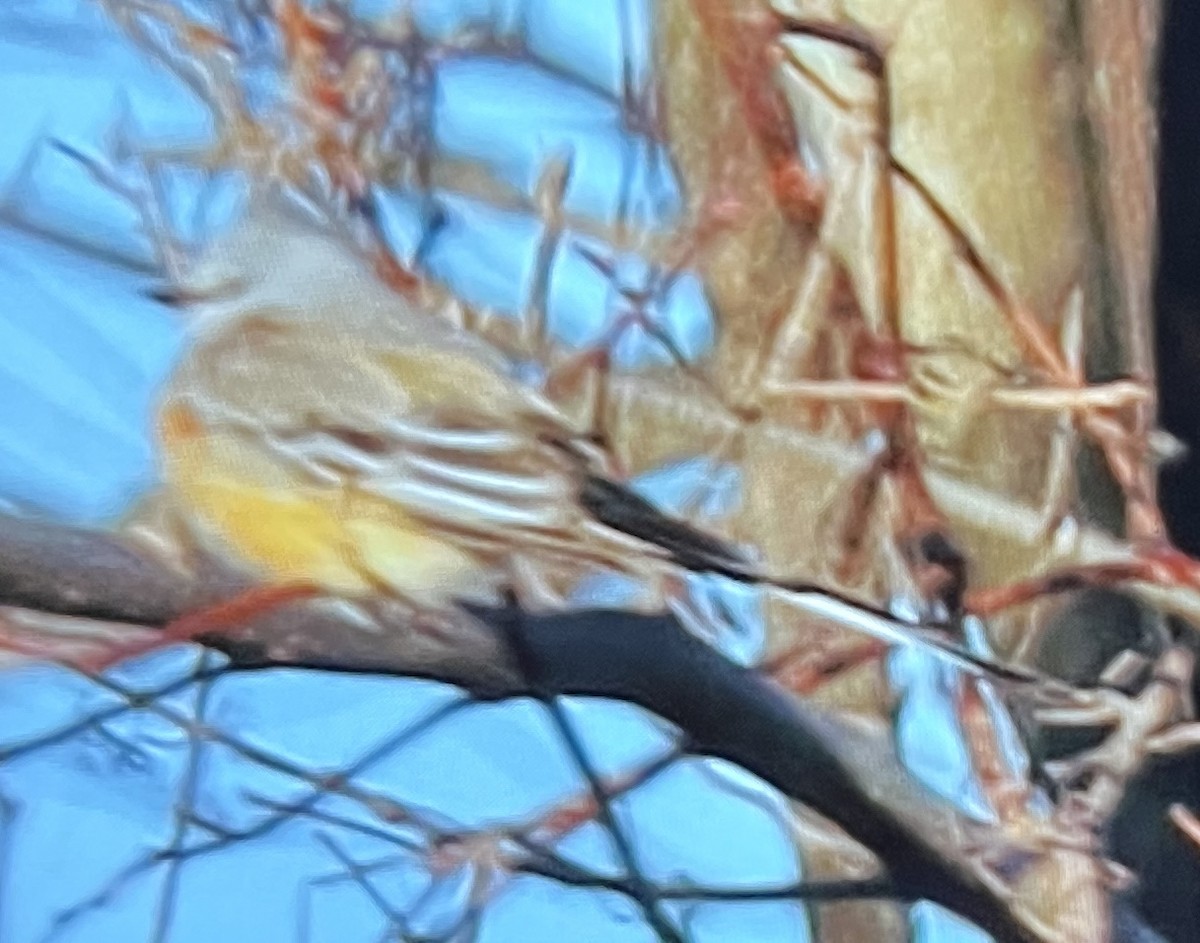 Scissor-tailed Flycatcher - ML646089153