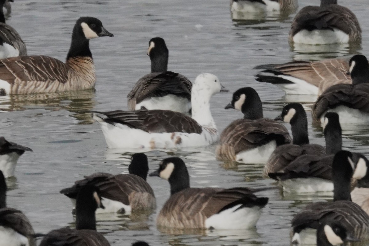 Snow Goose - ML646089154