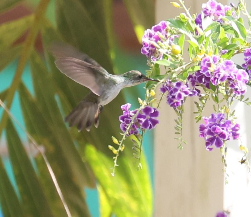 White-bellied Emerald - ML646089156