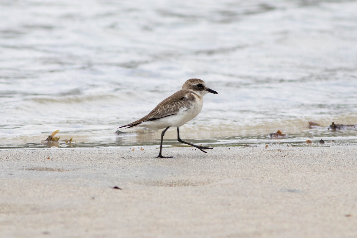 Greater Sand-Plover - ML646089159
