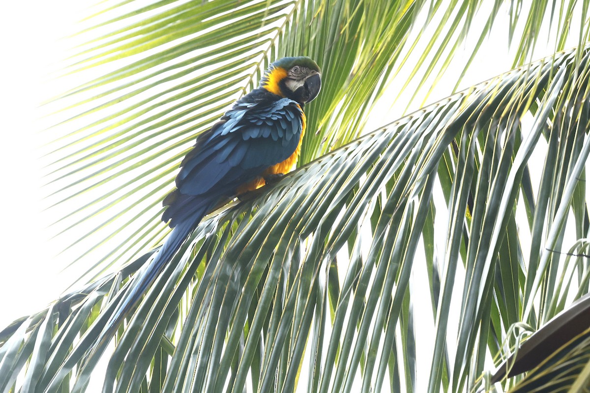 Blue-and-yellow Macaw - ML646089164