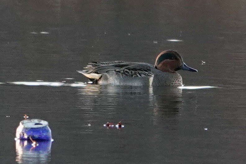 Green-winged Teal - ML646089166