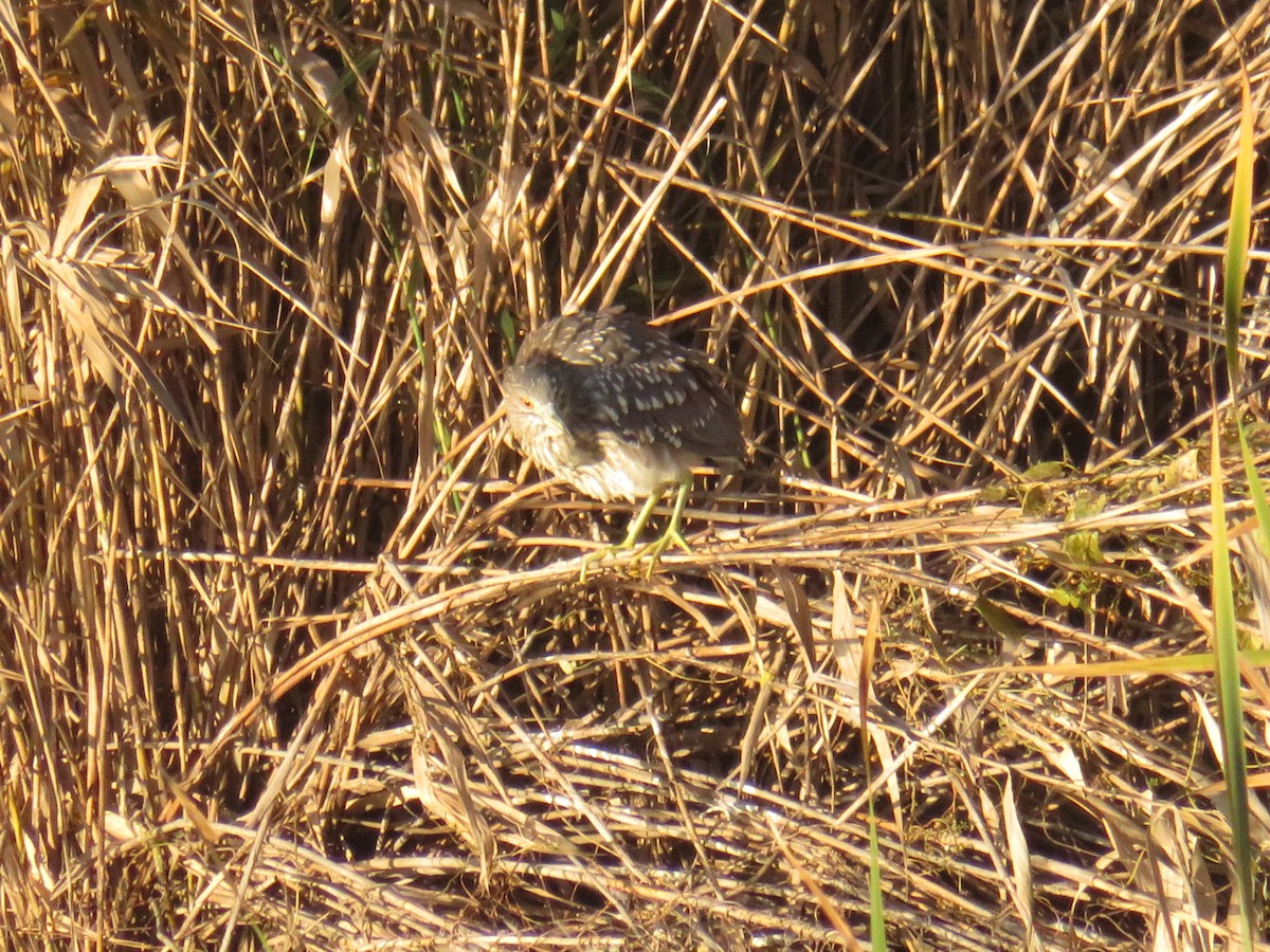 Black-crowned Night Heron - ML646089168