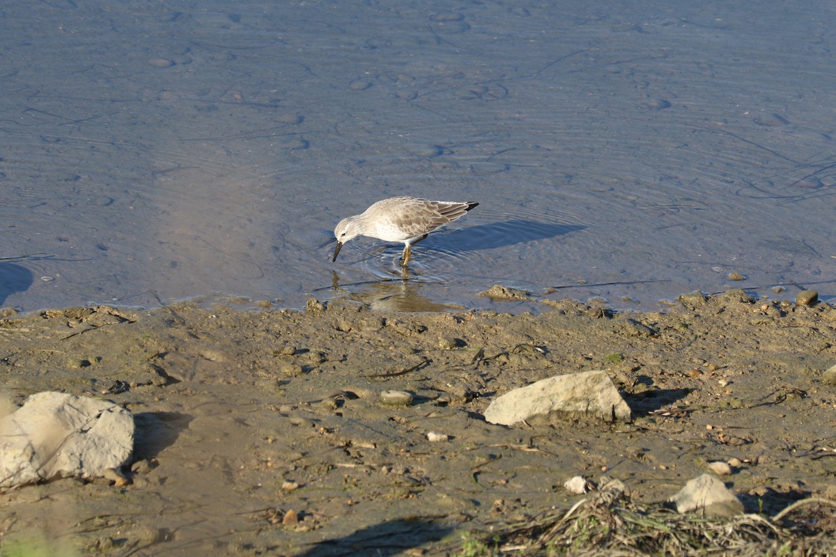 חופית להקנית - ML646089174