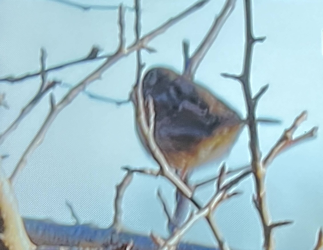 new world sparrow sp. - ML646089177