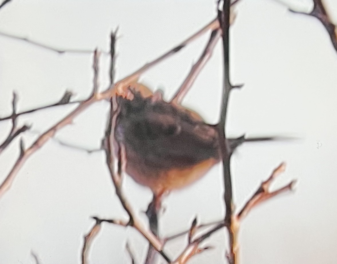 new world sparrow sp. - ML646089178