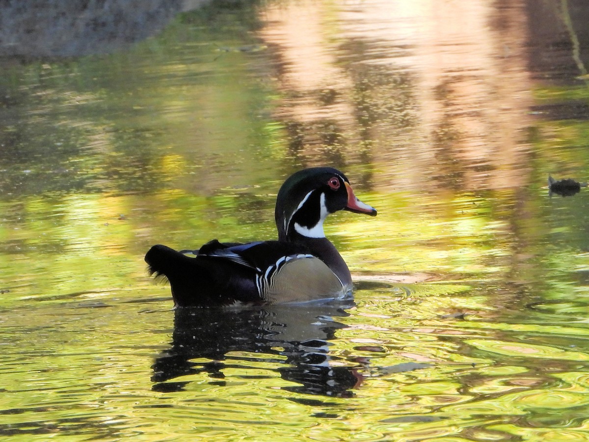 Wood Duck - ML646089180