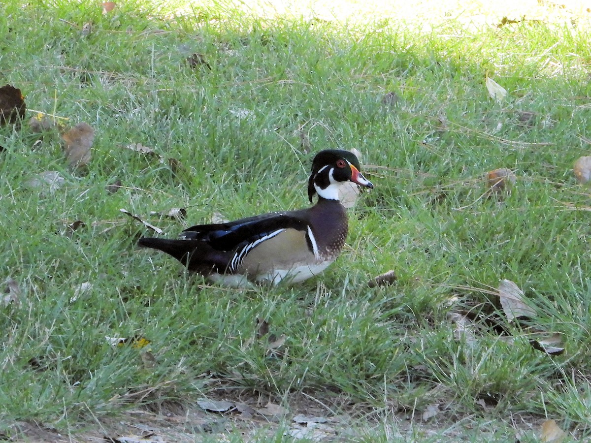 Wood Duck - ML646089181