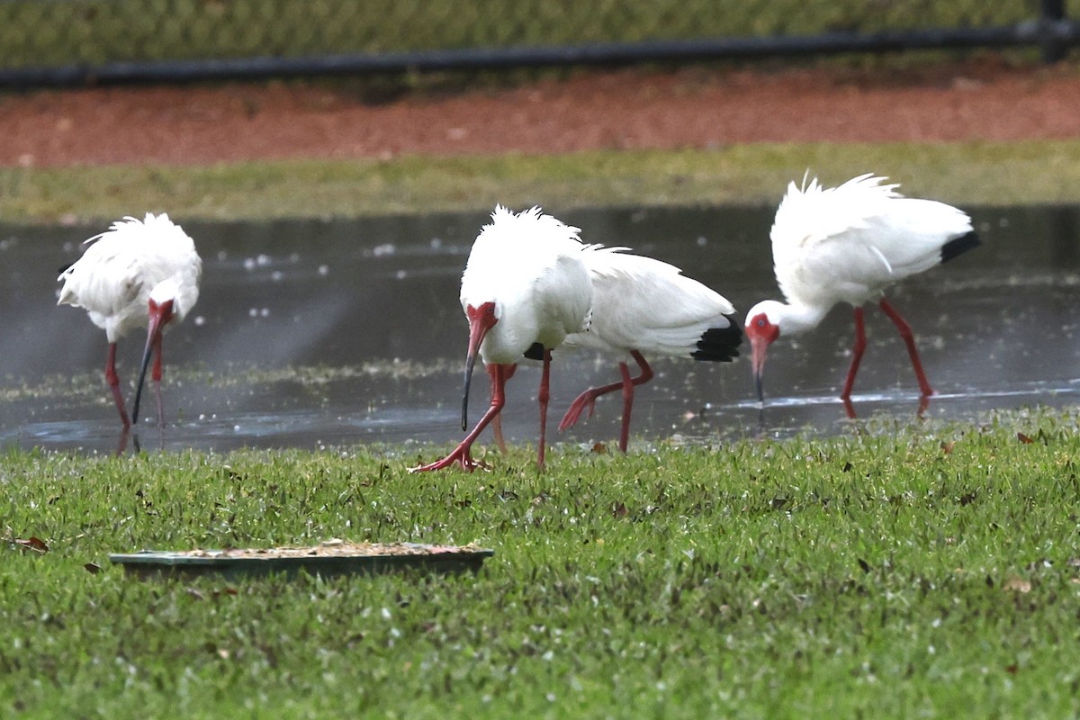 White Ibis - ML646089184