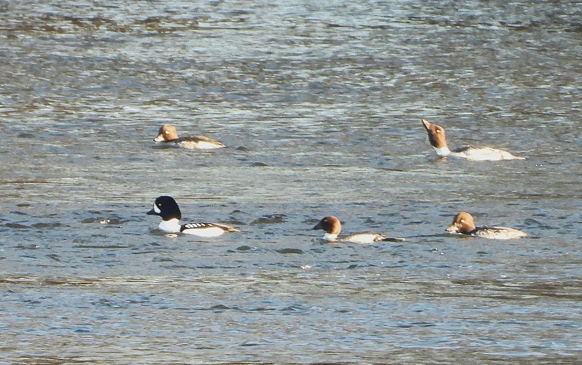 Barrow's Goldeneye - ML646089185