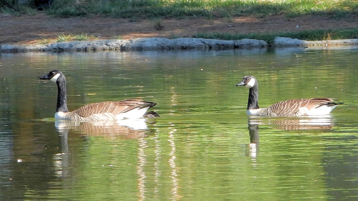 Canada Goose - ML646089187