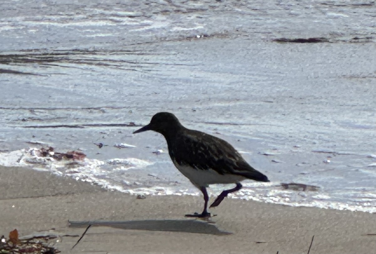 Black Turnstone - ML646089188
