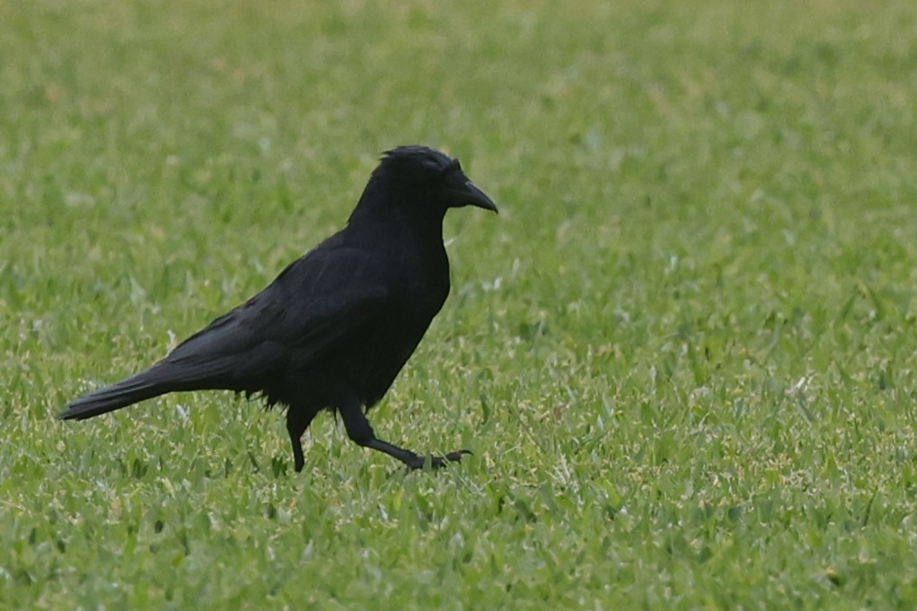 Fish Crow - ML646089189