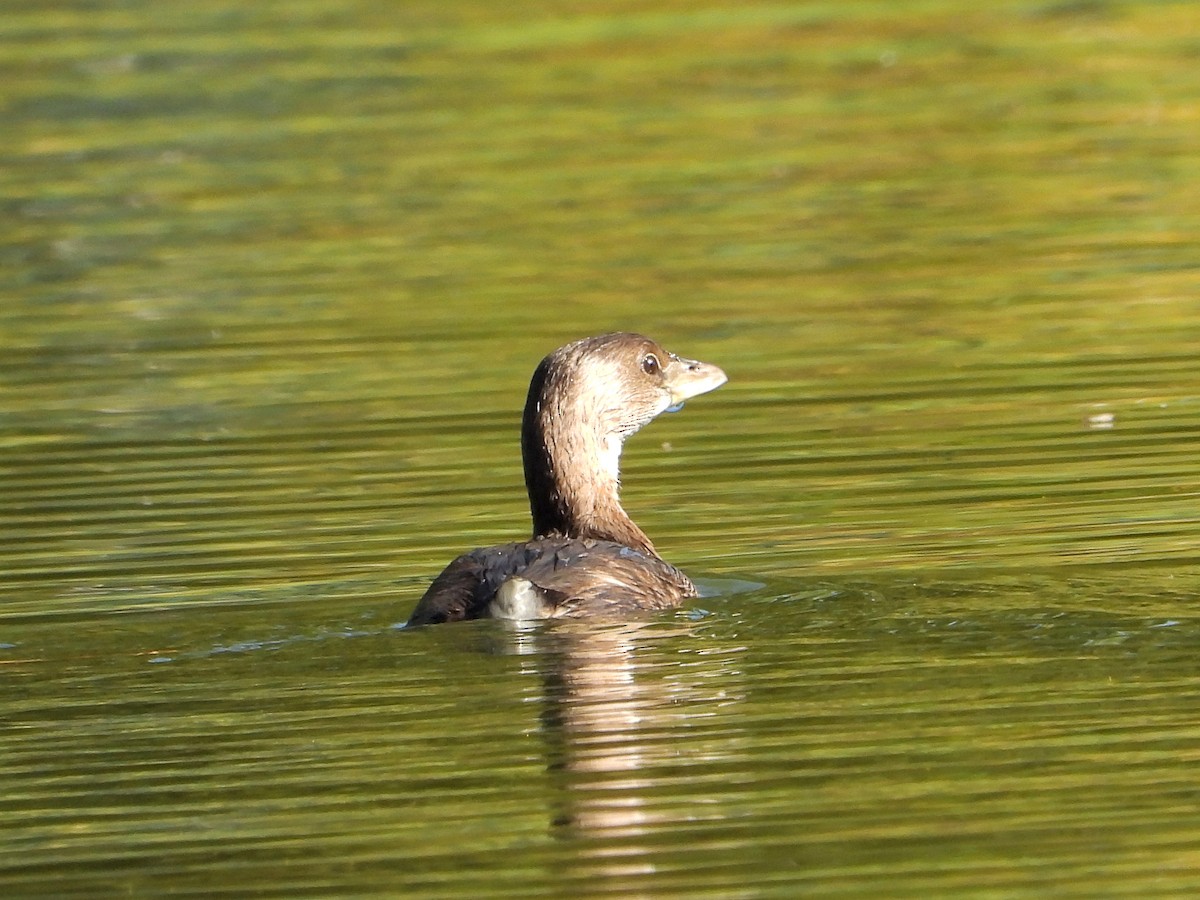 Pied-billed Grebe - ML646089198