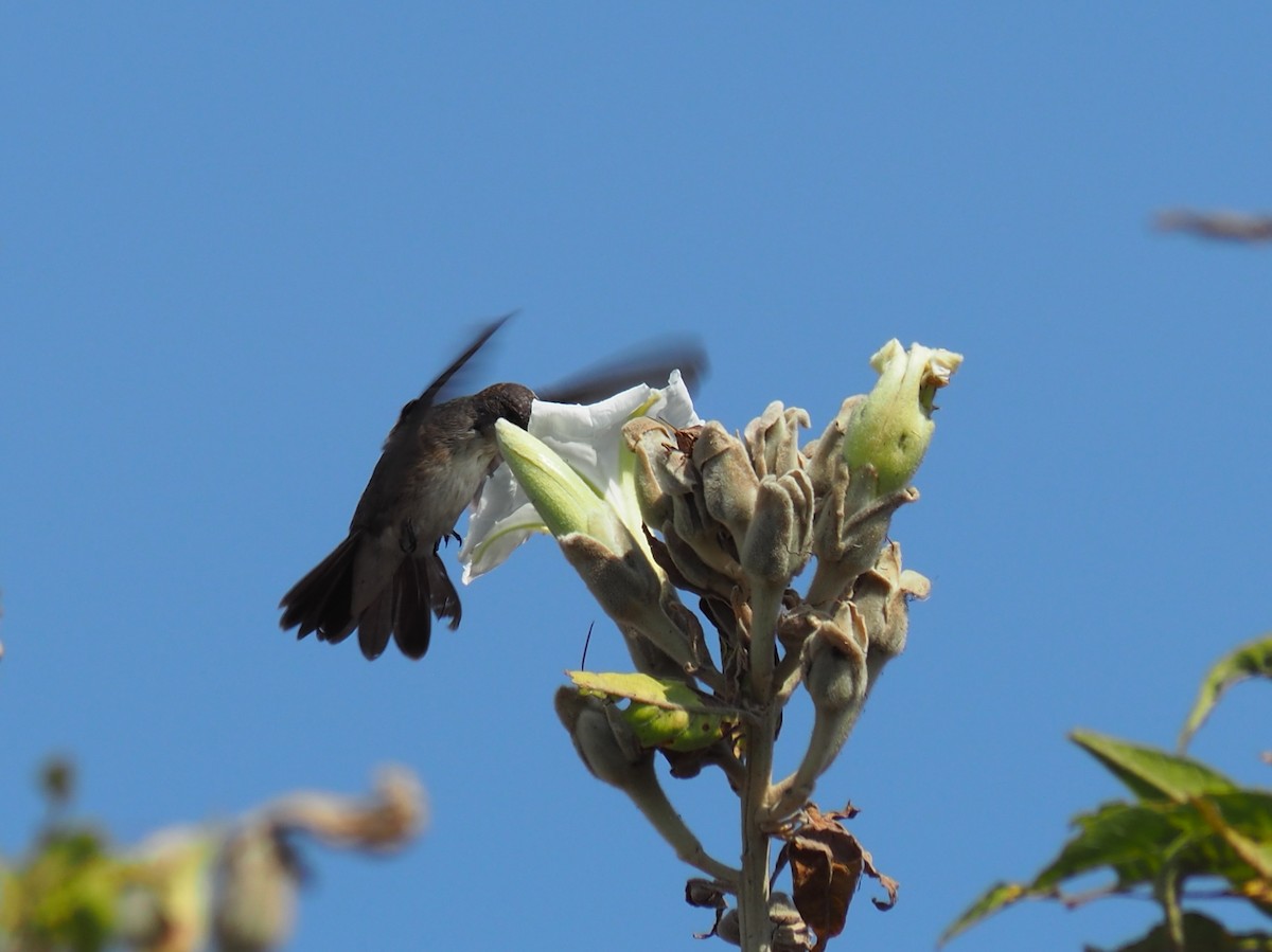 Violet-crowned Hummingbird - ML646089199