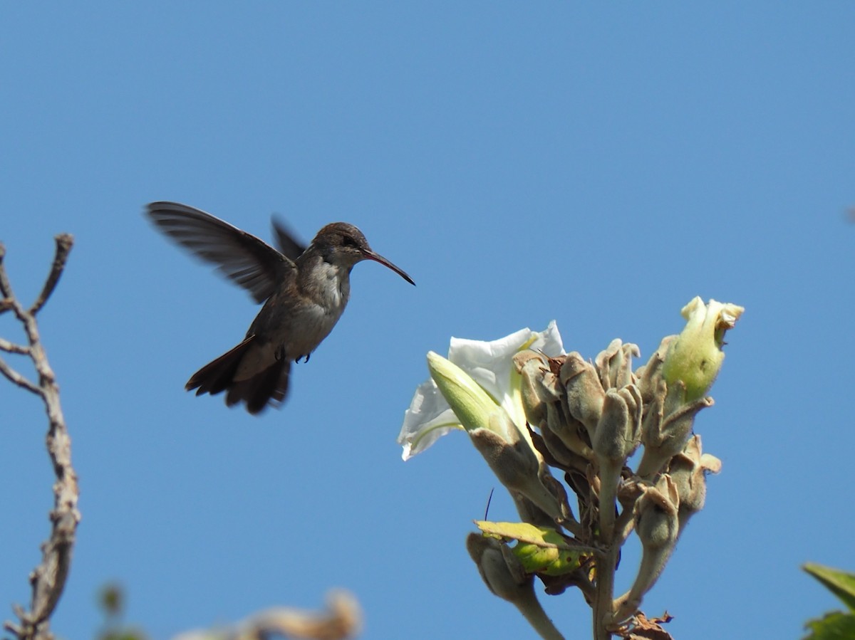 Violet-crowned Hummingbird - ML646089200
