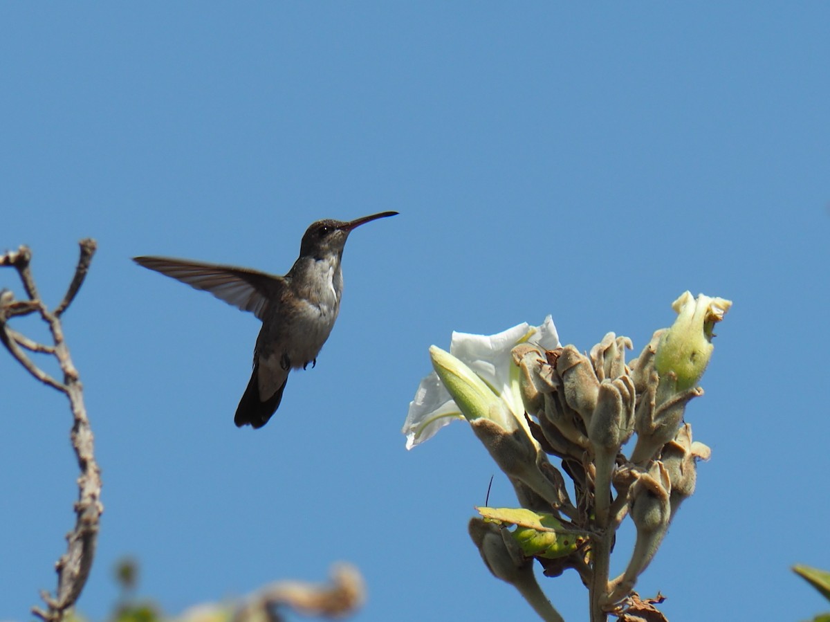 Violet-crowned Hummingbird - ML646089201
