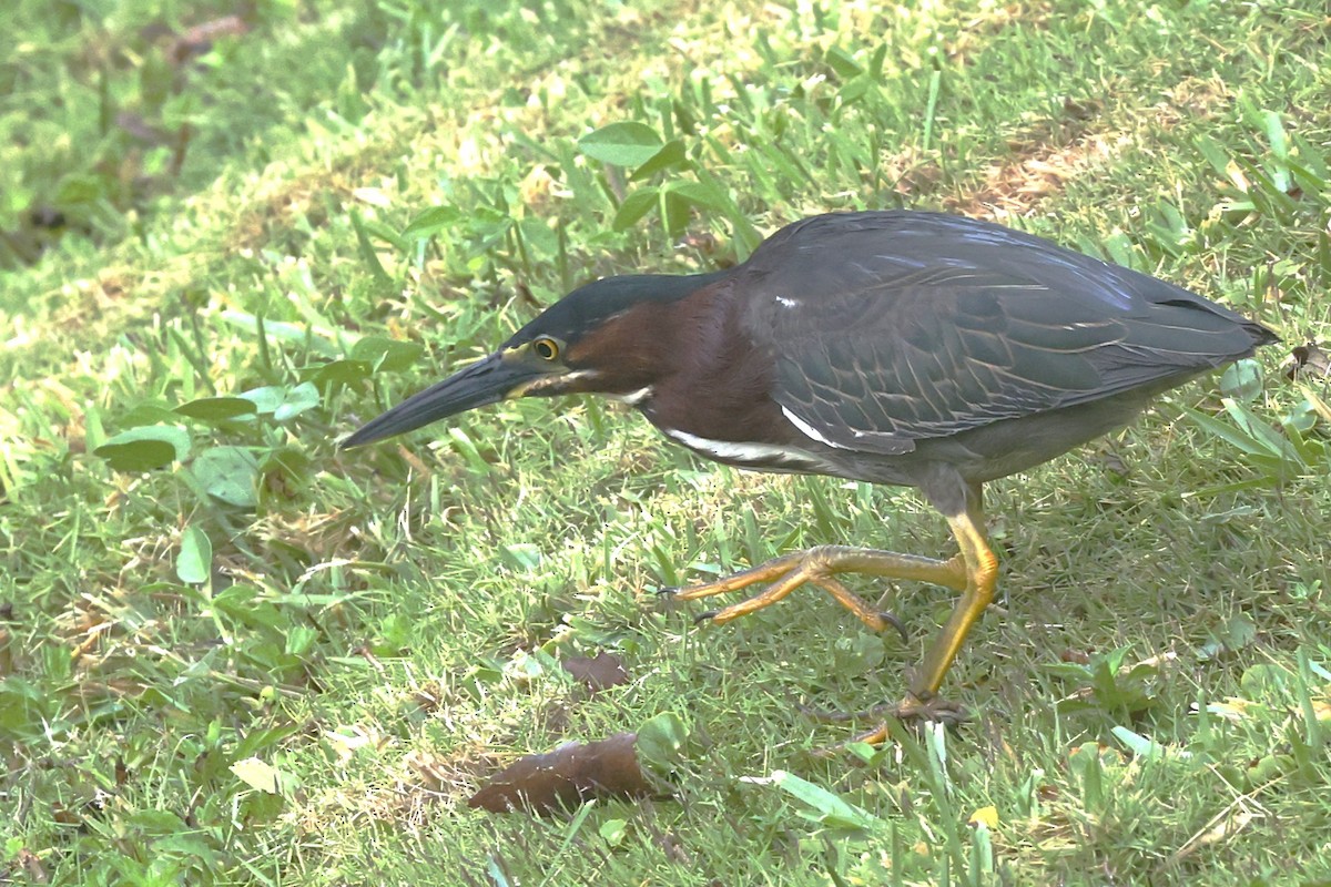 Green Heron - ML646089204