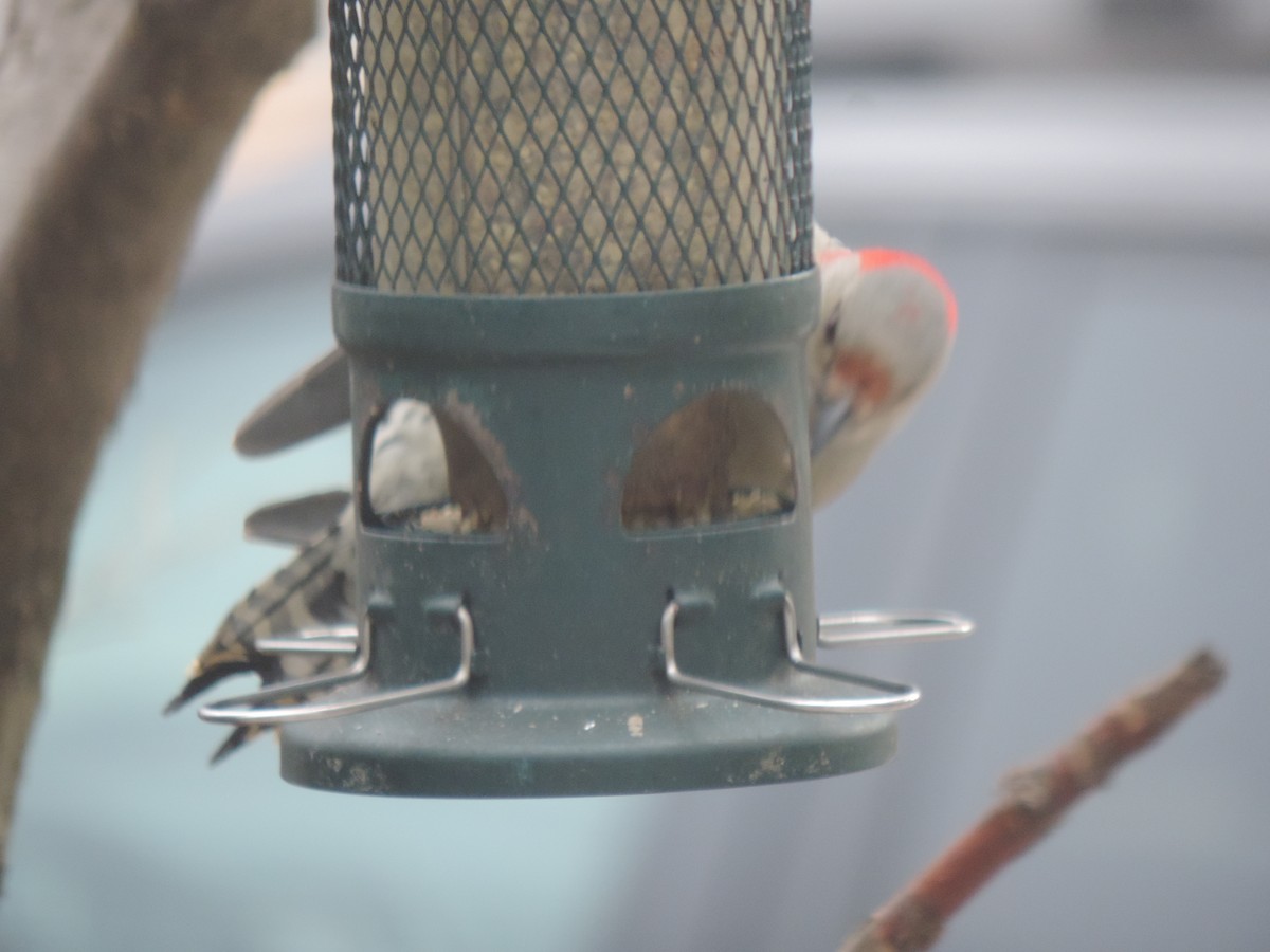 Каролинский дятел - ML646089205