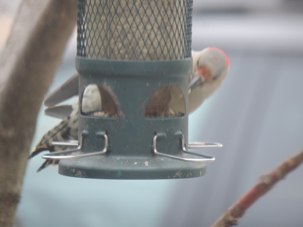 Каролинский дятел - ML646089206