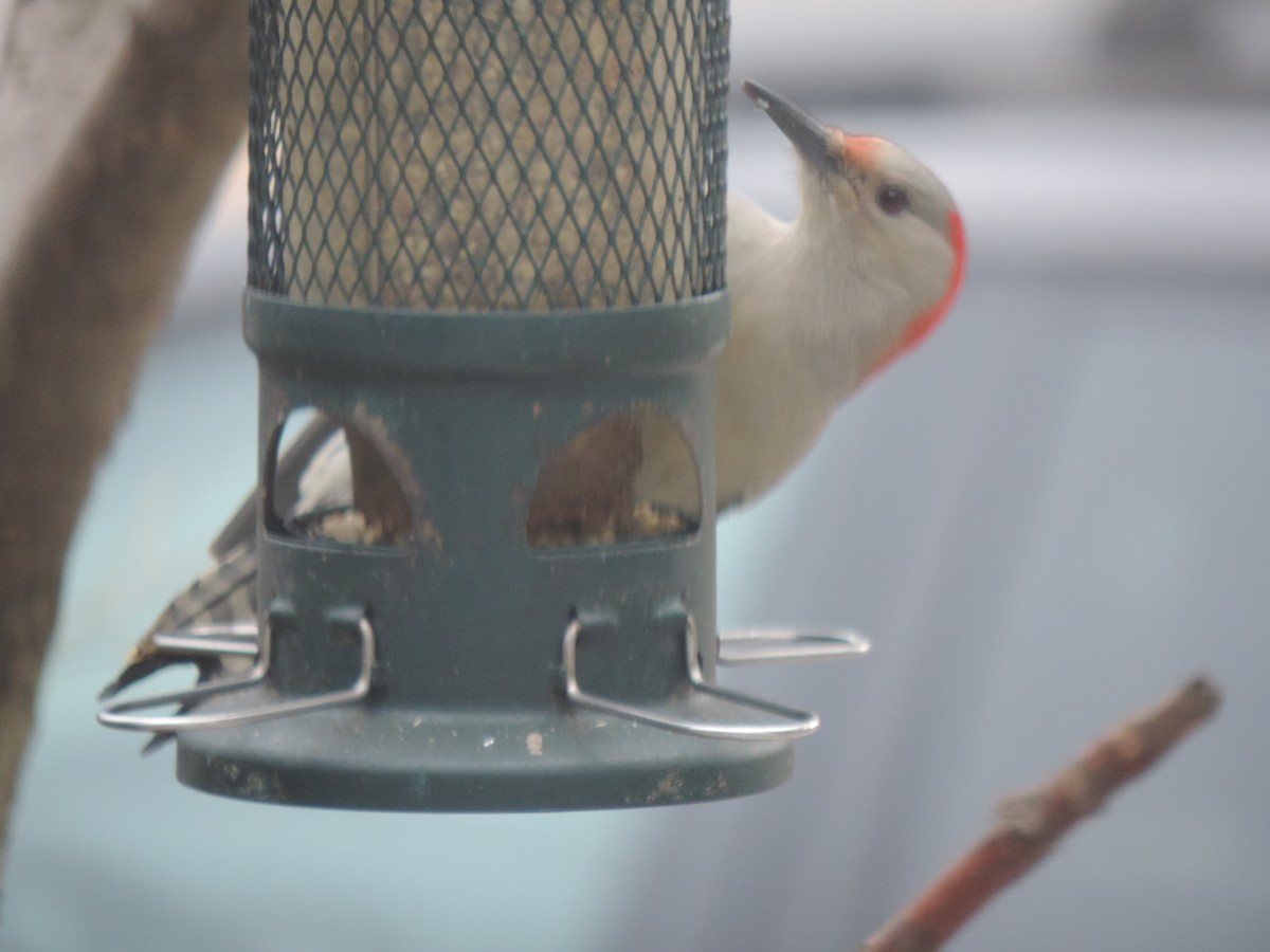 Каролинский дятел - ML646089207