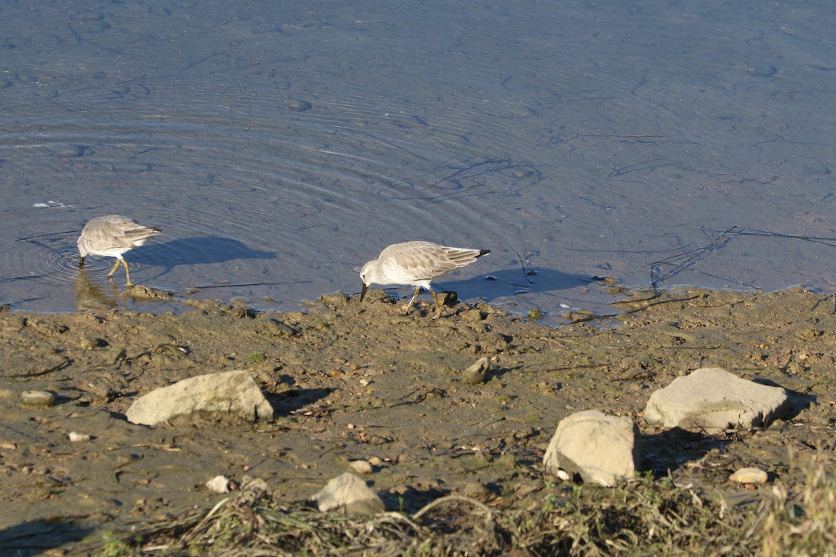 חופית להקנית - ML646089208