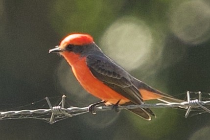 Vermilion Flycatcher - ML646089211