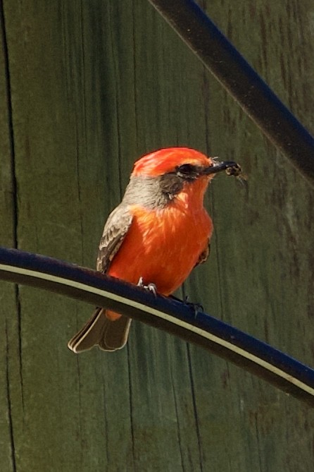 Vermilion Flycatcher - ML646089212