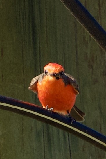 Vermilion Flycatcher - ML646089213