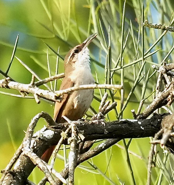 boliviamarkløper - ML646089215