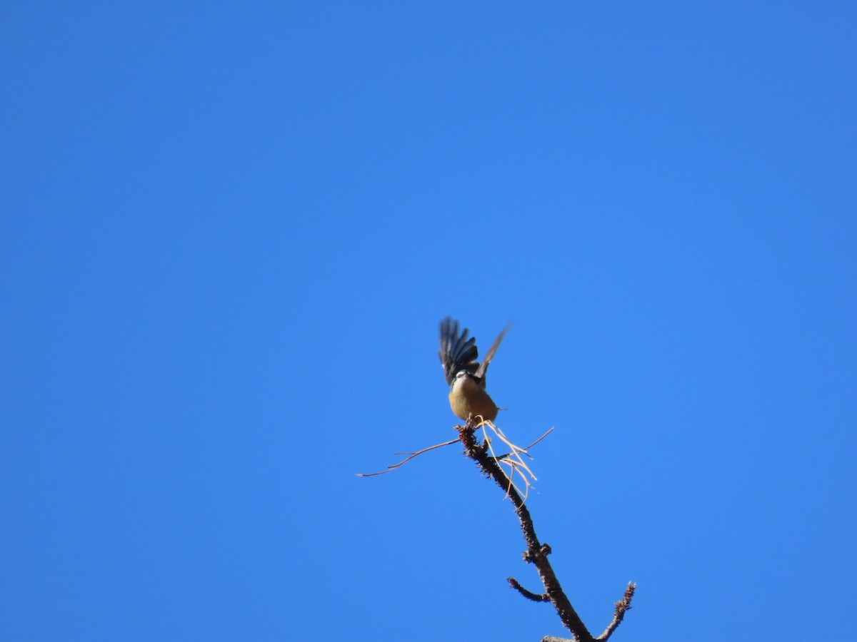 Kanada Sıvacısı - ML646089220