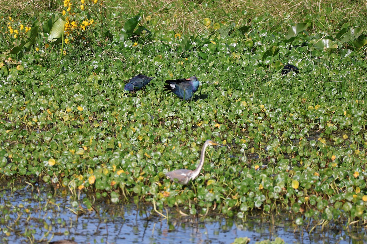 Gri Başlı Sazhorozu - ML646089221