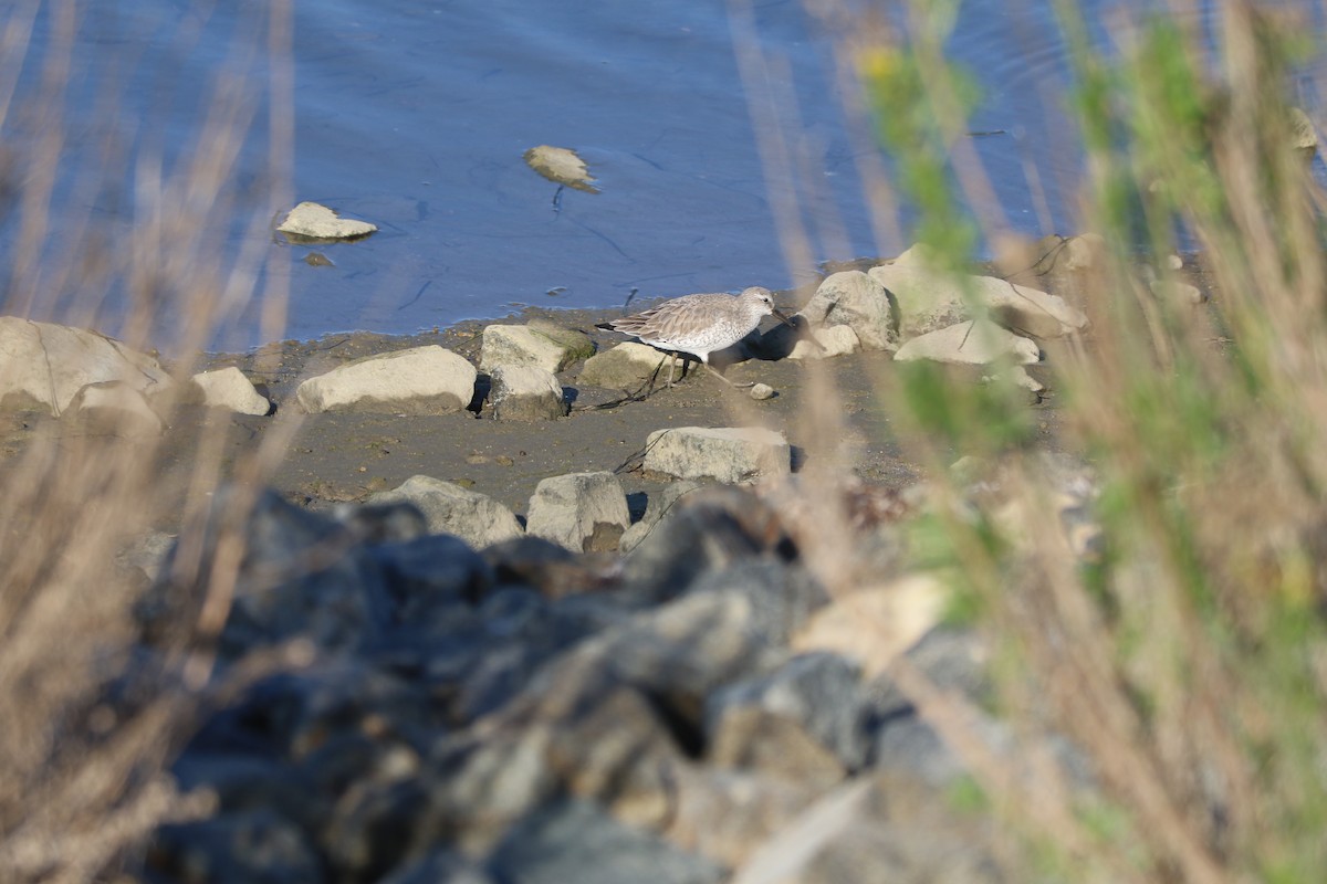 Büyük Kumkuşu - ML646089223