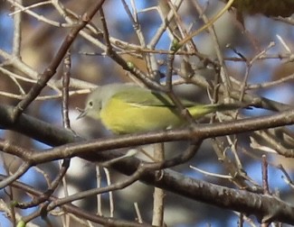 Nashville Warbler - ML646089225