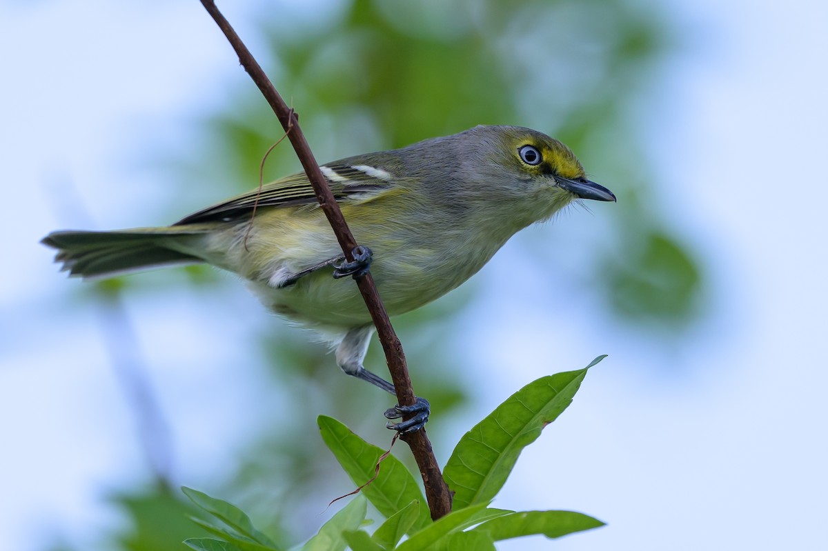 Ak Gözlü Vireo - ML646089226